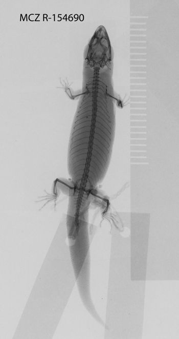 Media type: image;   Herpetology R-154690